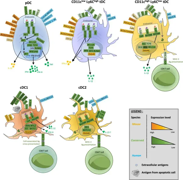 Synthetic Cell Achieves Self-Replication and Division Milestone