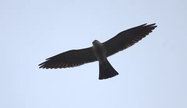 Rare Mississippi Kites Spotted by Teen in Washington D.C.
