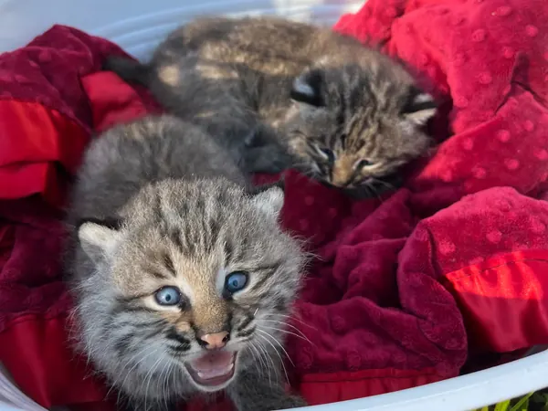 Wildcat Sightings Spark Debate: Bobcats vs. Mountain Lions in New England