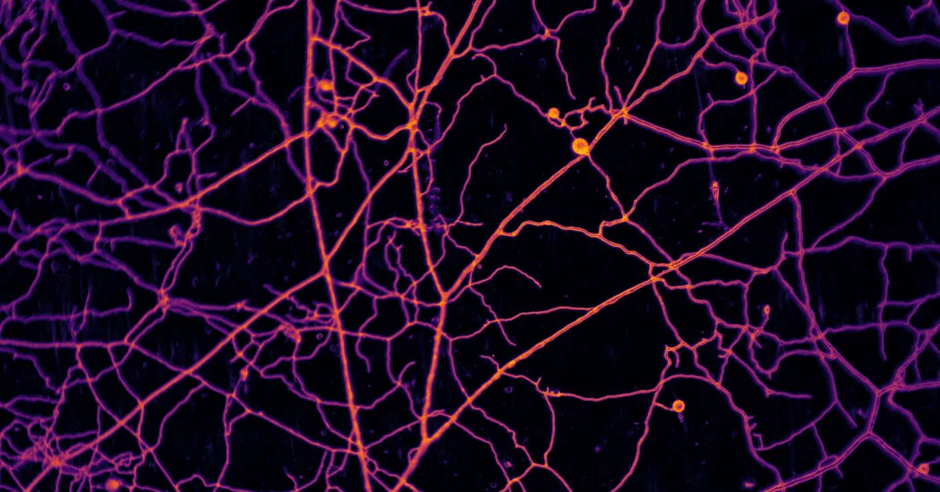 Vast Underground Fungal Networks Hold 300 Megatons of Carbon
